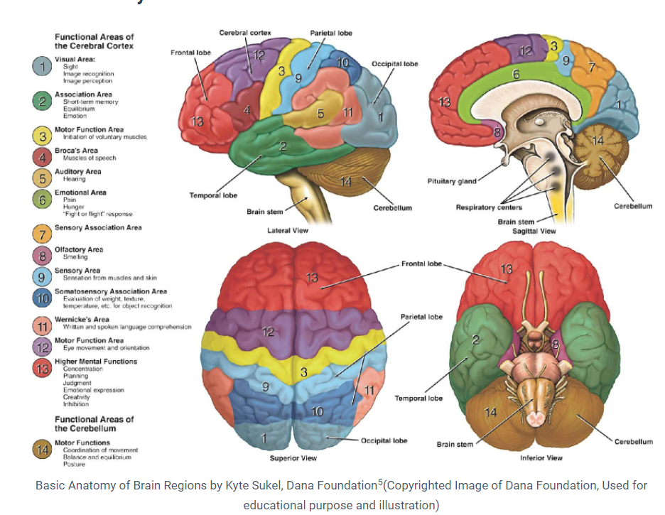 Image by Dana Foundation(Used here only for non-commercial Education Purpose). Image shows the segments of the brain for Neuroscince Explanation.